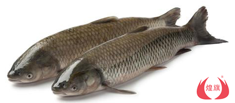  怎樣挑選魚(yú)
